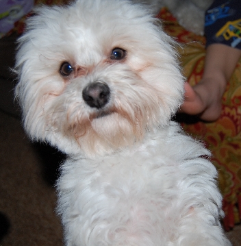 golden havanese panin 4 gold golden retrievers havanese batavia new york usa golden havanese panin 4 gold golden retrievers havanese batavia new york usa